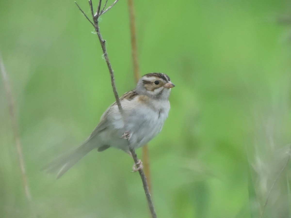 Clay-colored Sparrow - ML637861687