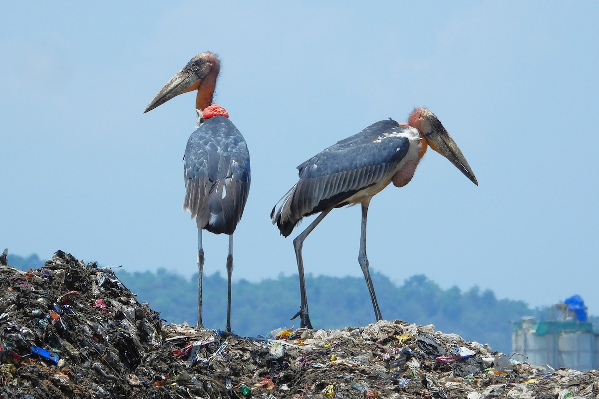 Greater Adjutant - ML637861725