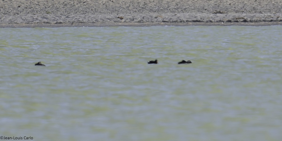 Stejneger's Scoter - ML637861730