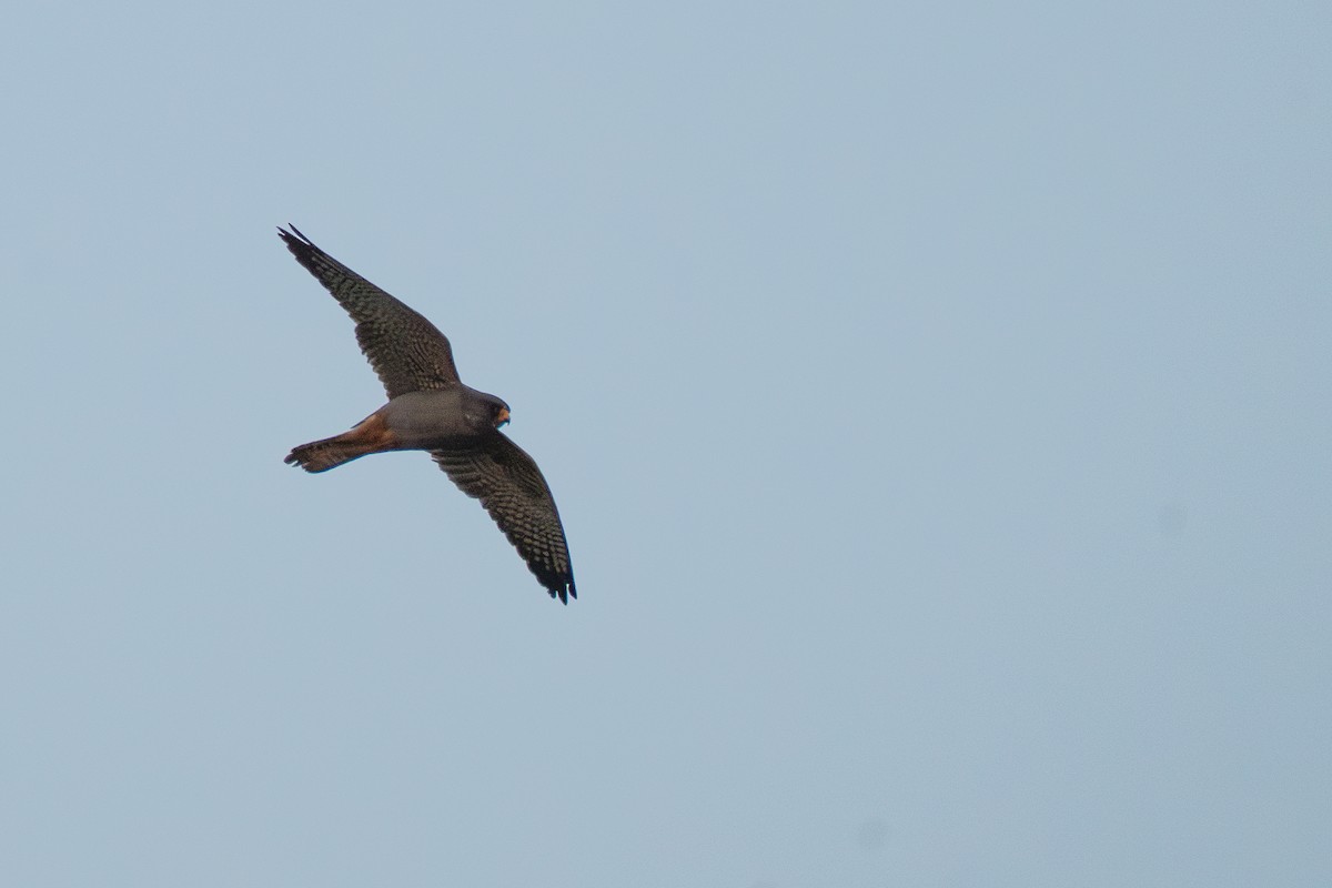 Red-footed Falcon - ML637861768