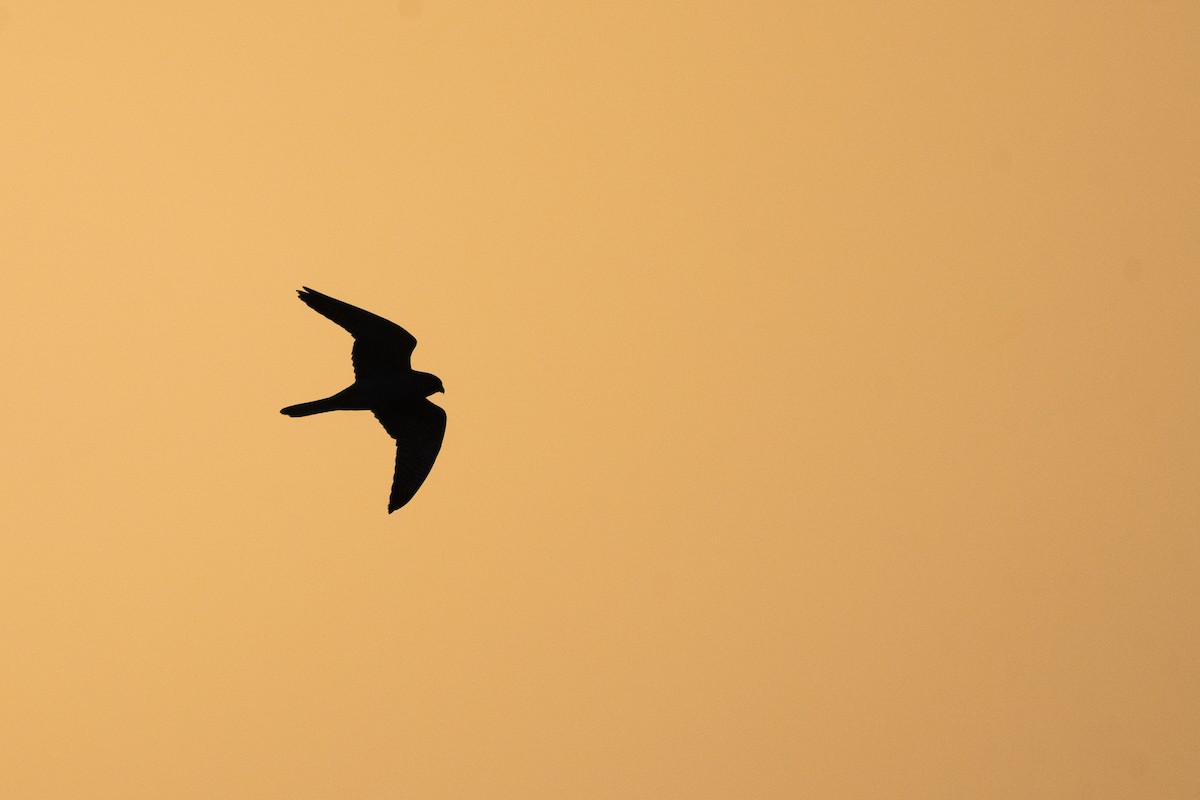 Red-footed Falcon - ML637861769