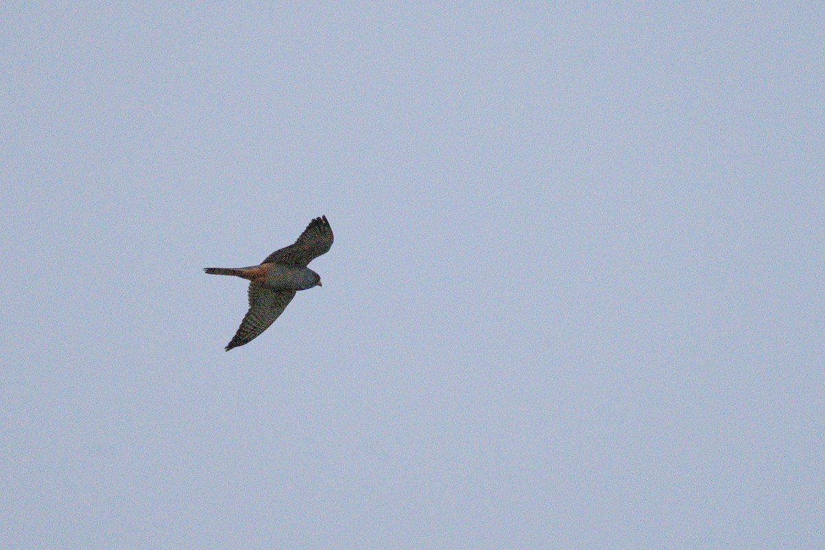 Red-footed Falcon - ML637861772