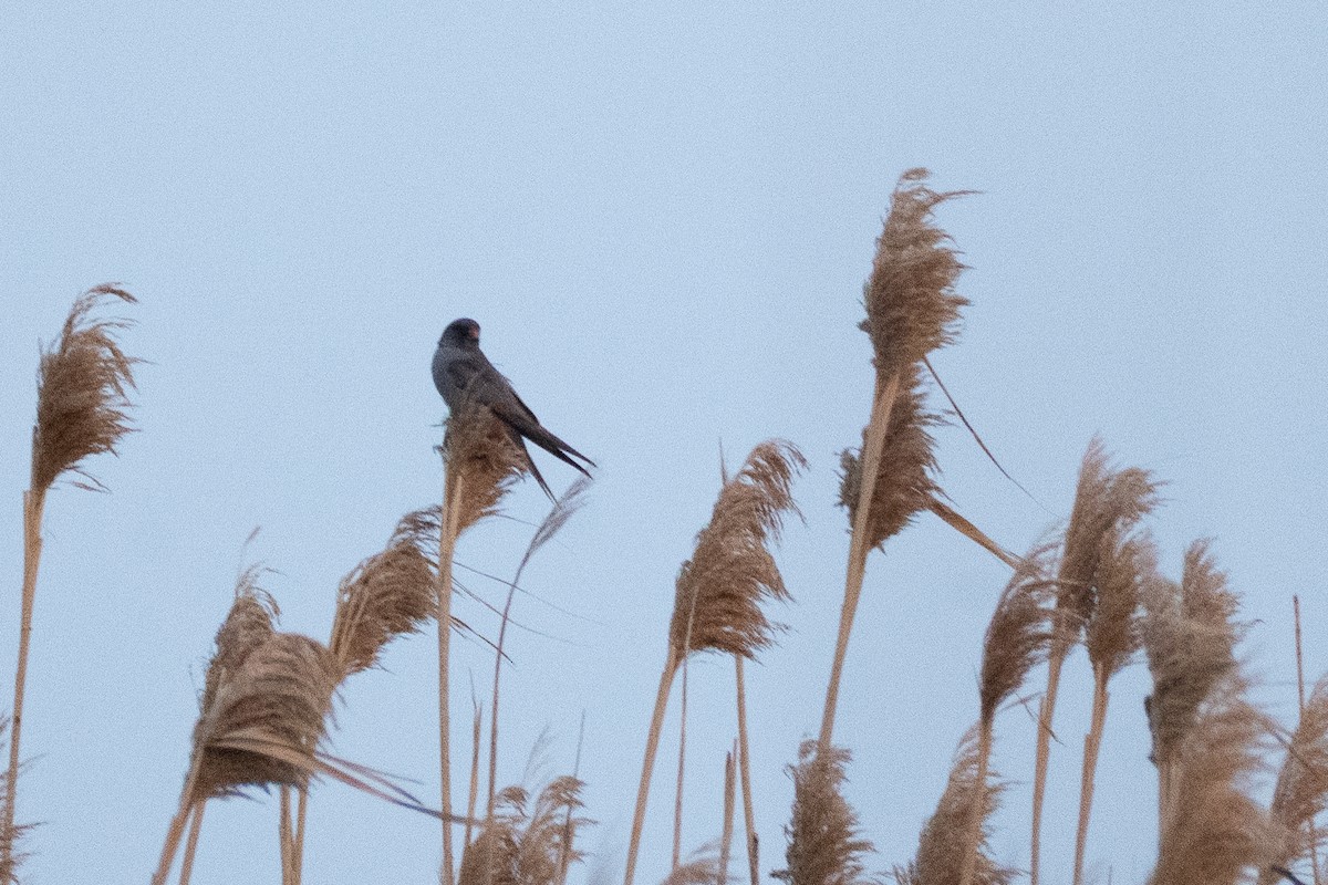 Red-footed Falcon - ML637861778