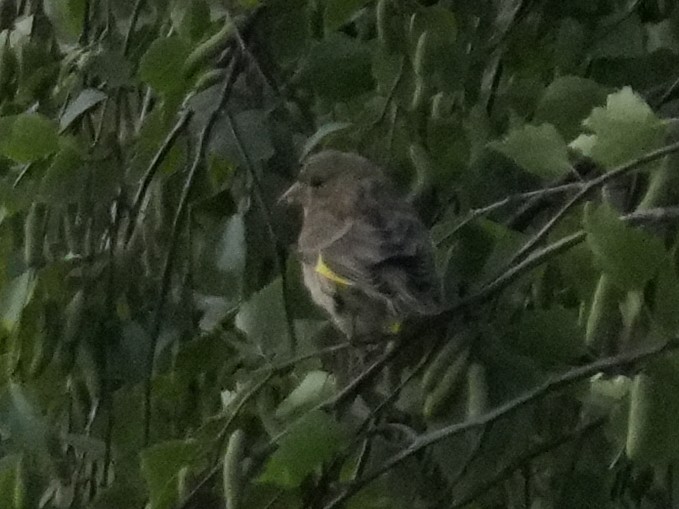 European Greenfinch - ML637861819