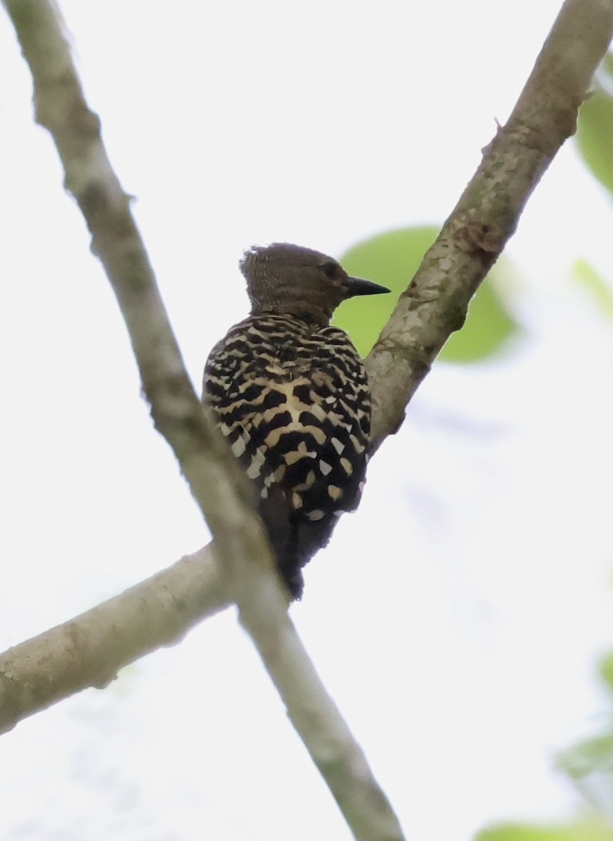 Buff-rumped Woodpecker - ML637861827