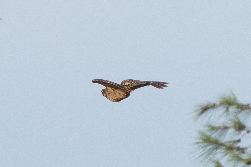 Indian Nightjar - ML637861850