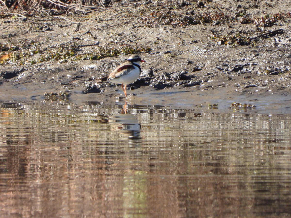 Black-fronted Dotterel - ML637861863