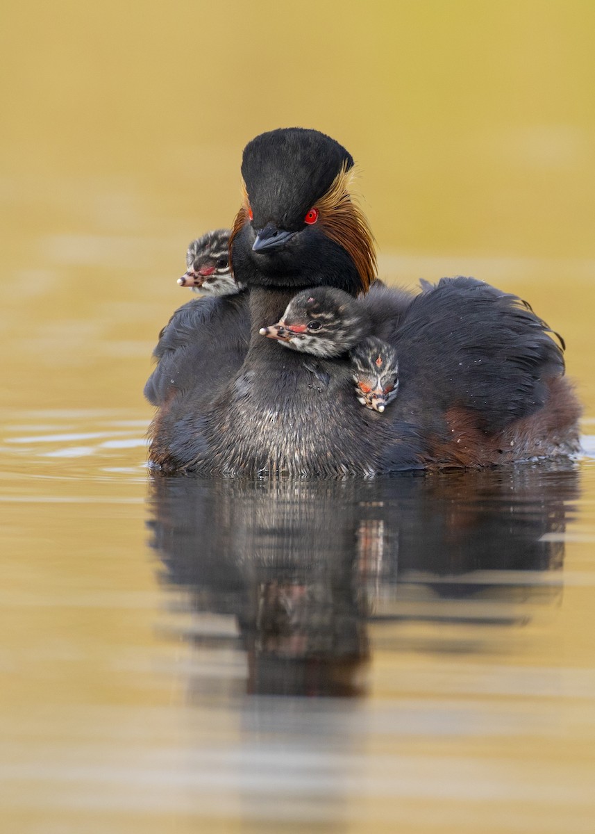 svarthalsdykker - ML637861875