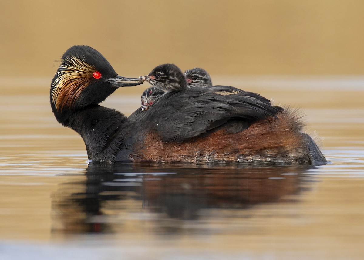 Eared Grebe - ML637861879
