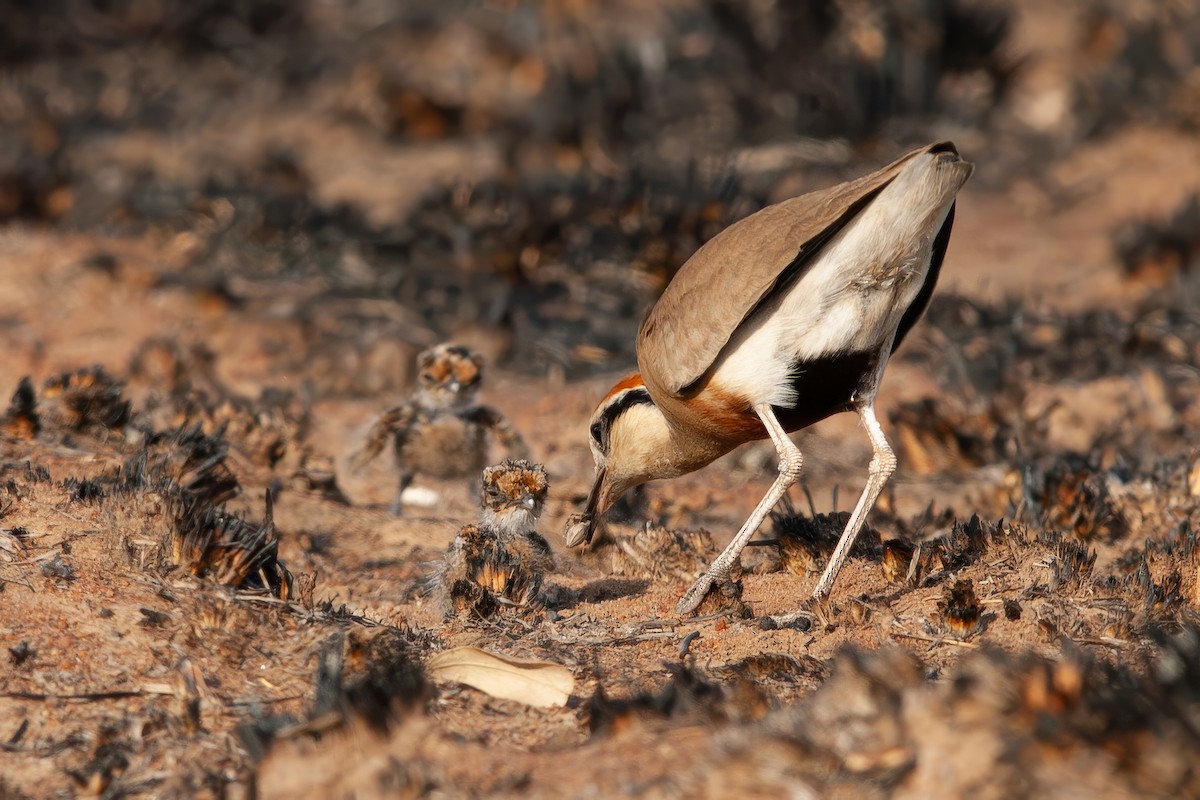 Temminck's Courser - ML637861909