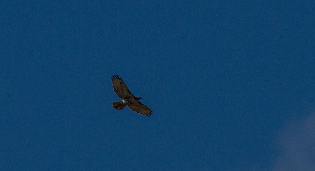 Red-tailed Hawk - ML637861930
