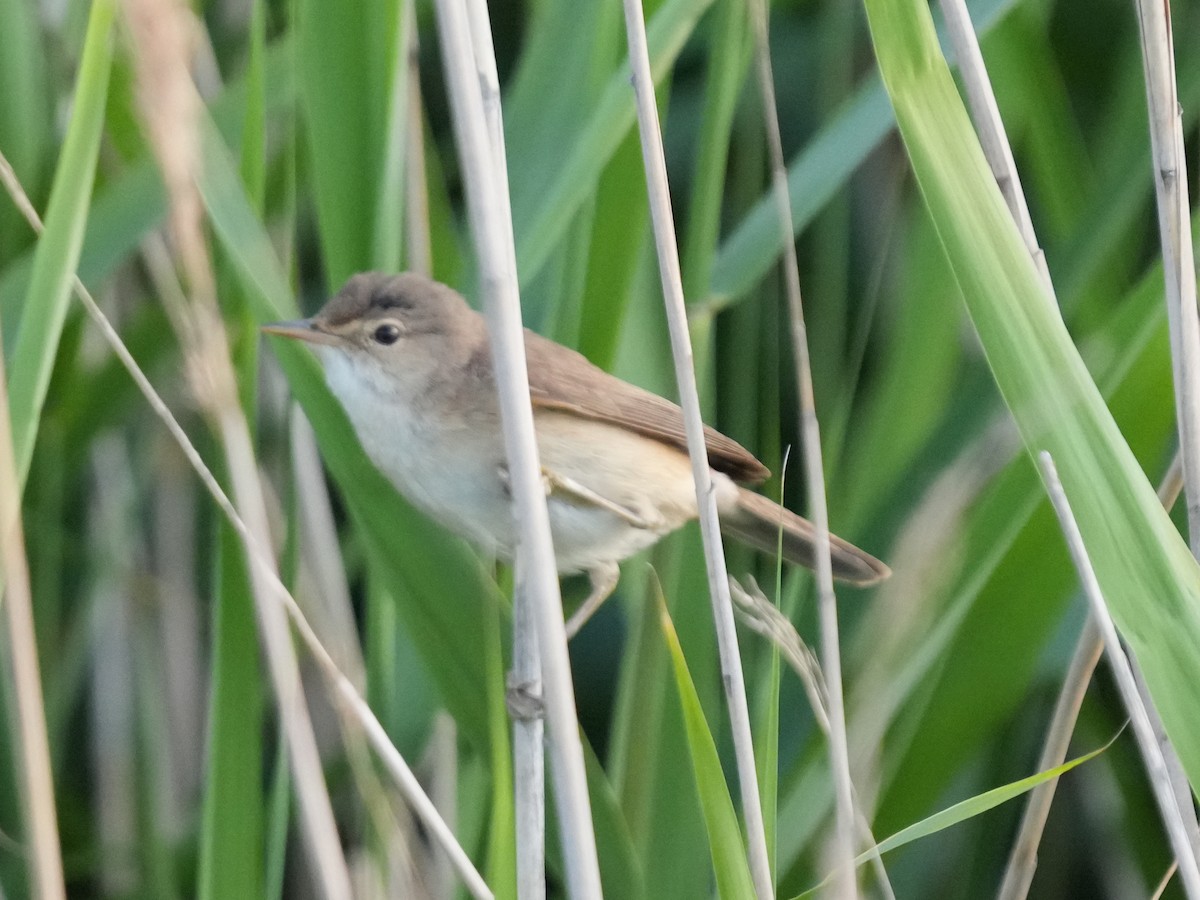 Common Reed Warbler (Common) - ML637861936