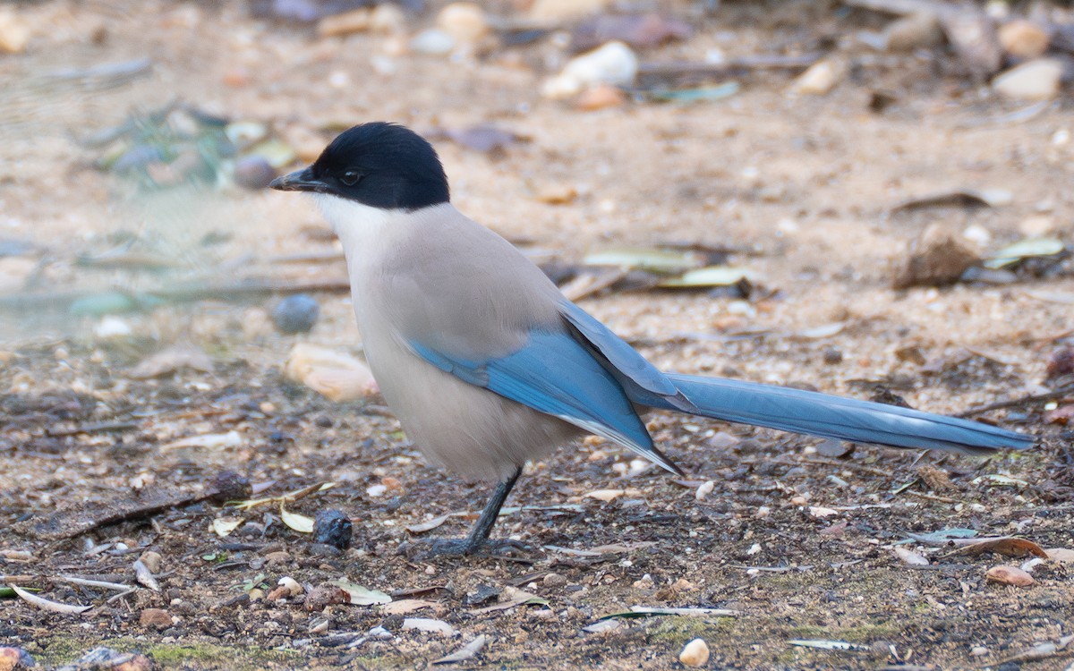 Iberian Magpie - ML637861978
