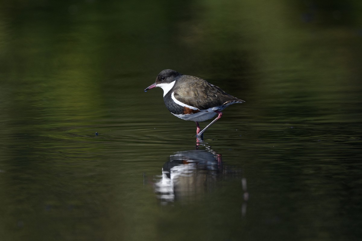 Red-kneed Dotterel - ML637861987
