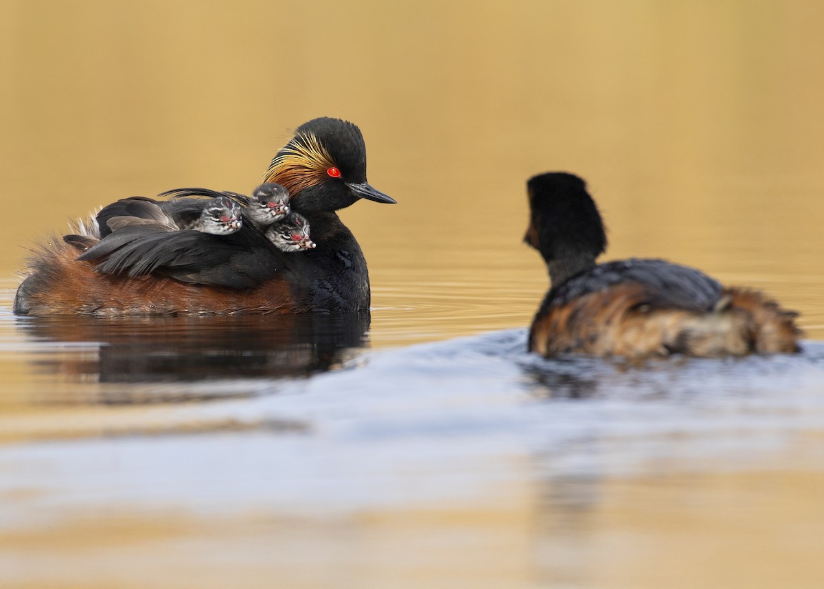 Eared Grebe - ML637861991