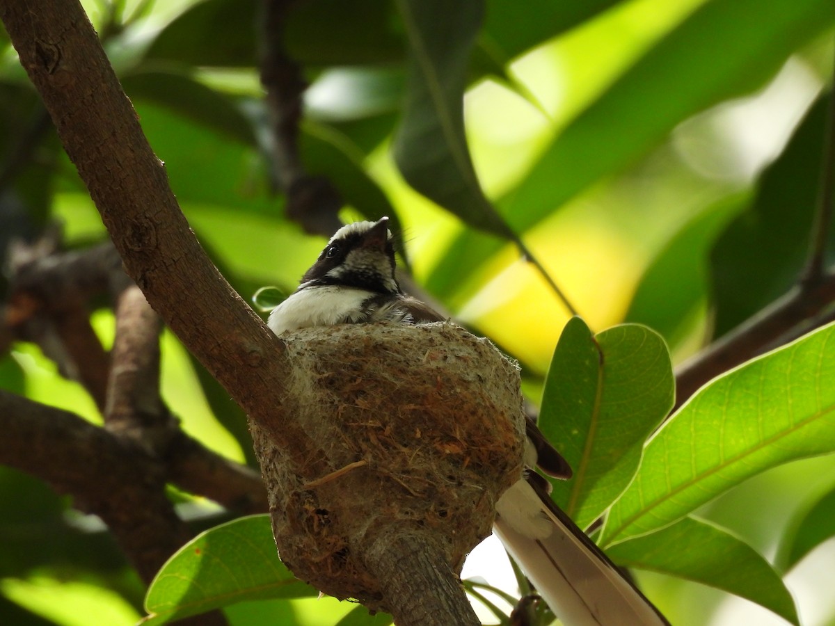White-browed Fantail - ML637861999