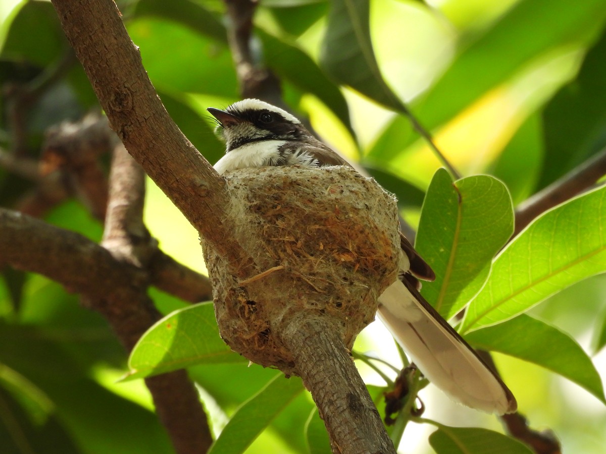 White-browed Fantail - ML637862000
