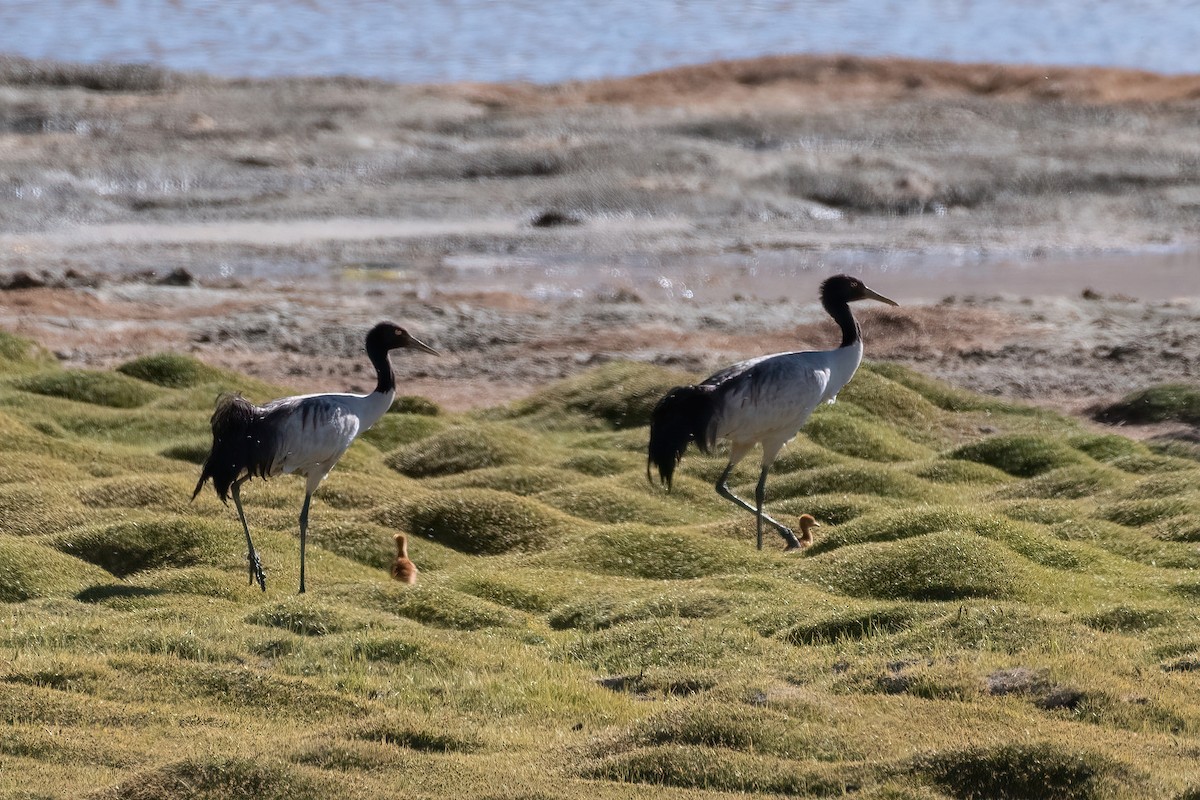Black-necked Crane - ML637862032