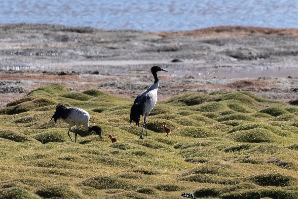 Black-necked Crane - ML637862033