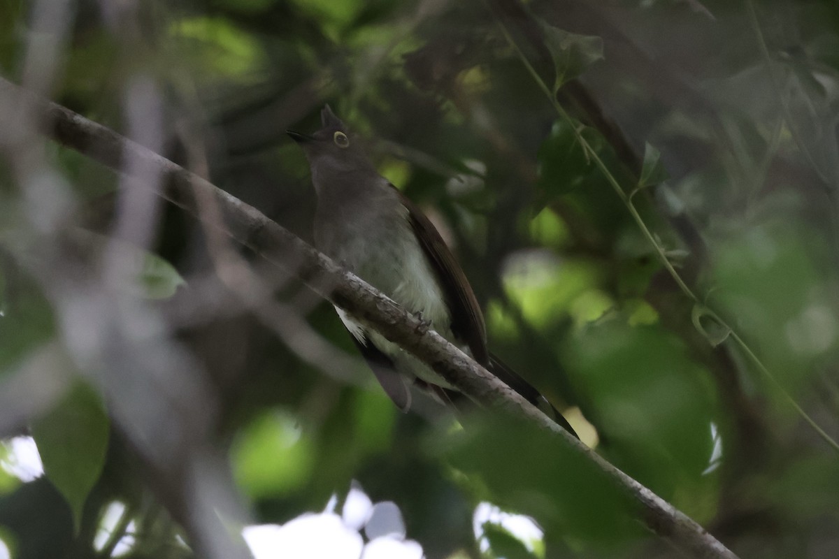 Yellow-wattled Bulbul - ML637862061