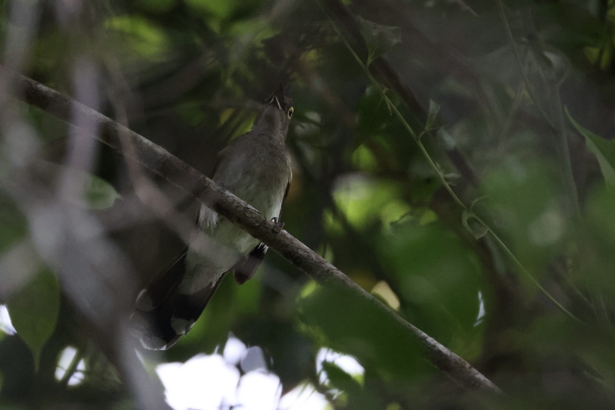 Yellow-wattled Bulbul - ML637862062