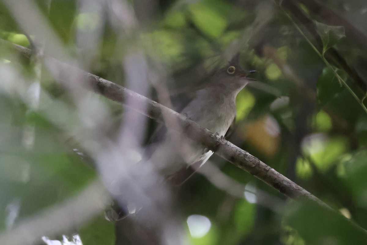 Yellow-wattled Bulbul - ML637862063