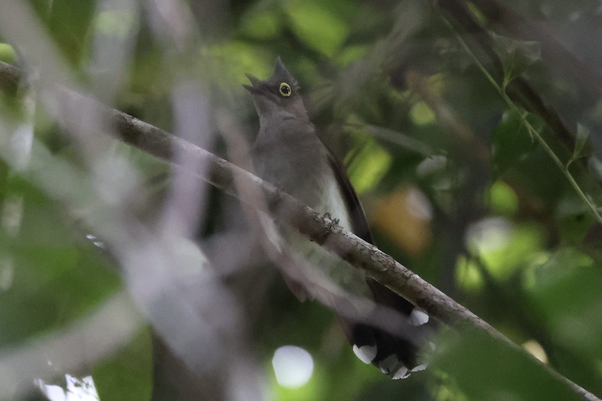 Yellow-wattled Bulbul - ML637862064