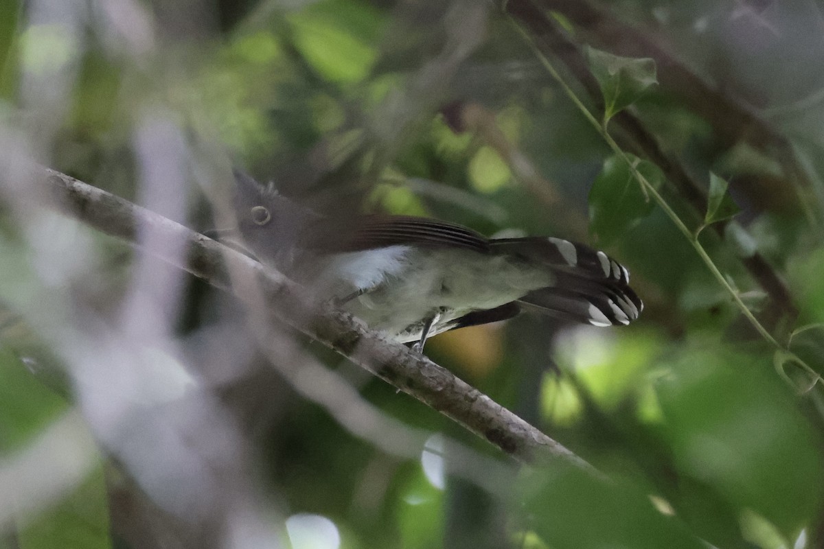 Yellow-wattled Bulbul - ML637862065