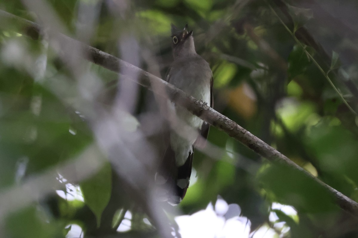 Yellow-wattled Bulbul - ML637862066