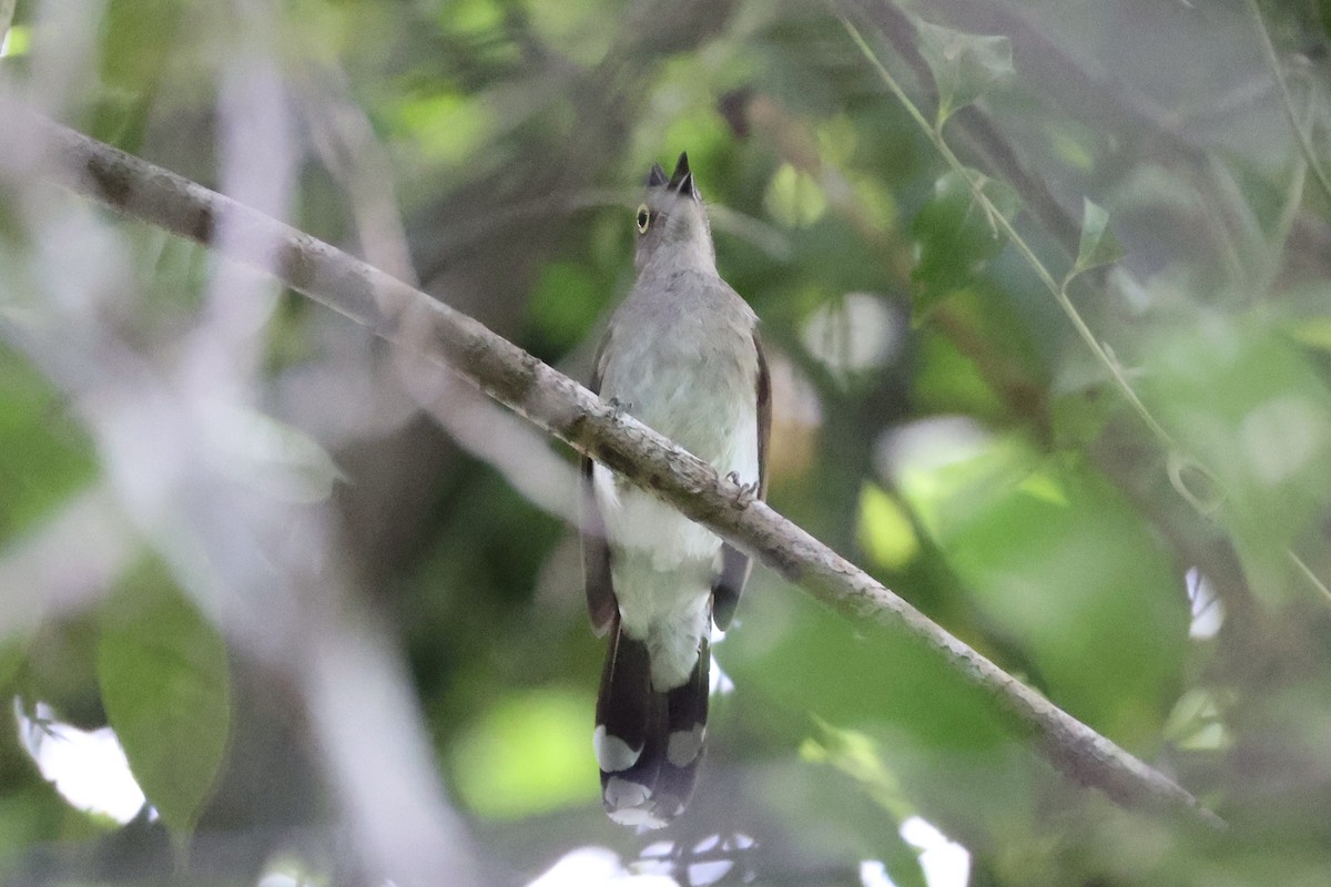 Yellow-wattled Bulbul - ML637862067