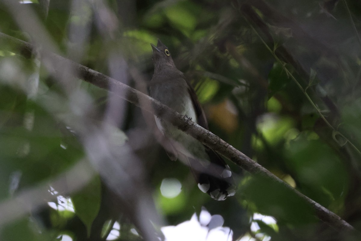 Yellow-wattled Bulbul - ML637862068