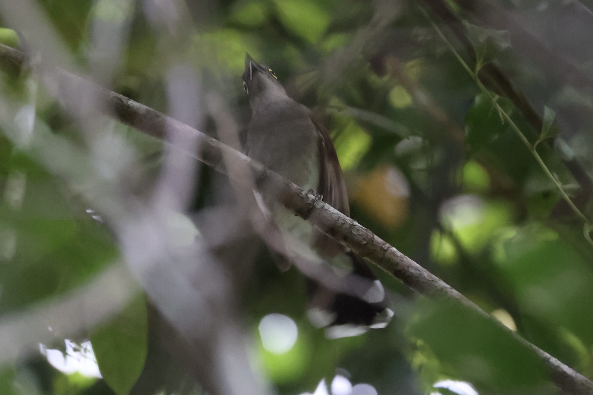Yellow-wattled Bulbul - ML637862069