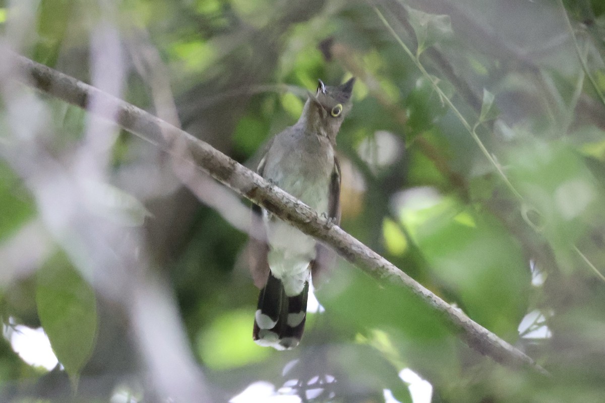Yellow-wattled Bulbul - ML637862070