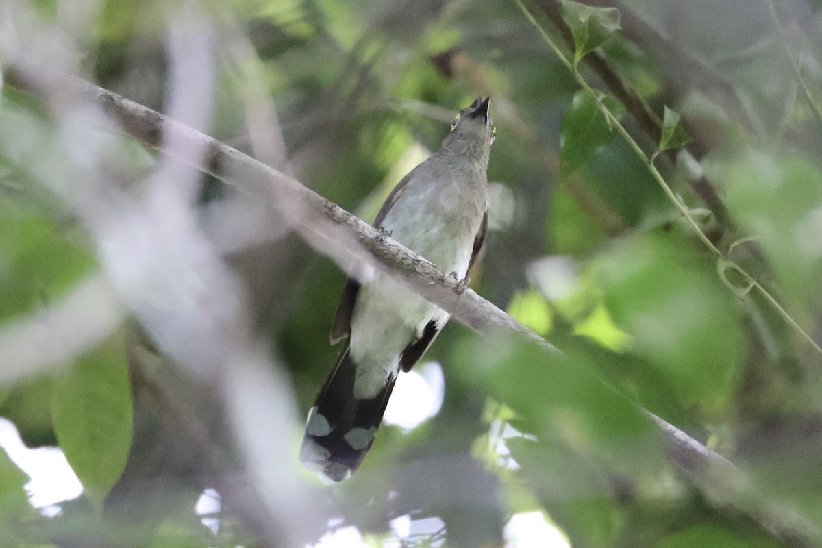 Yellow-wattled Bulbul - ML637862071