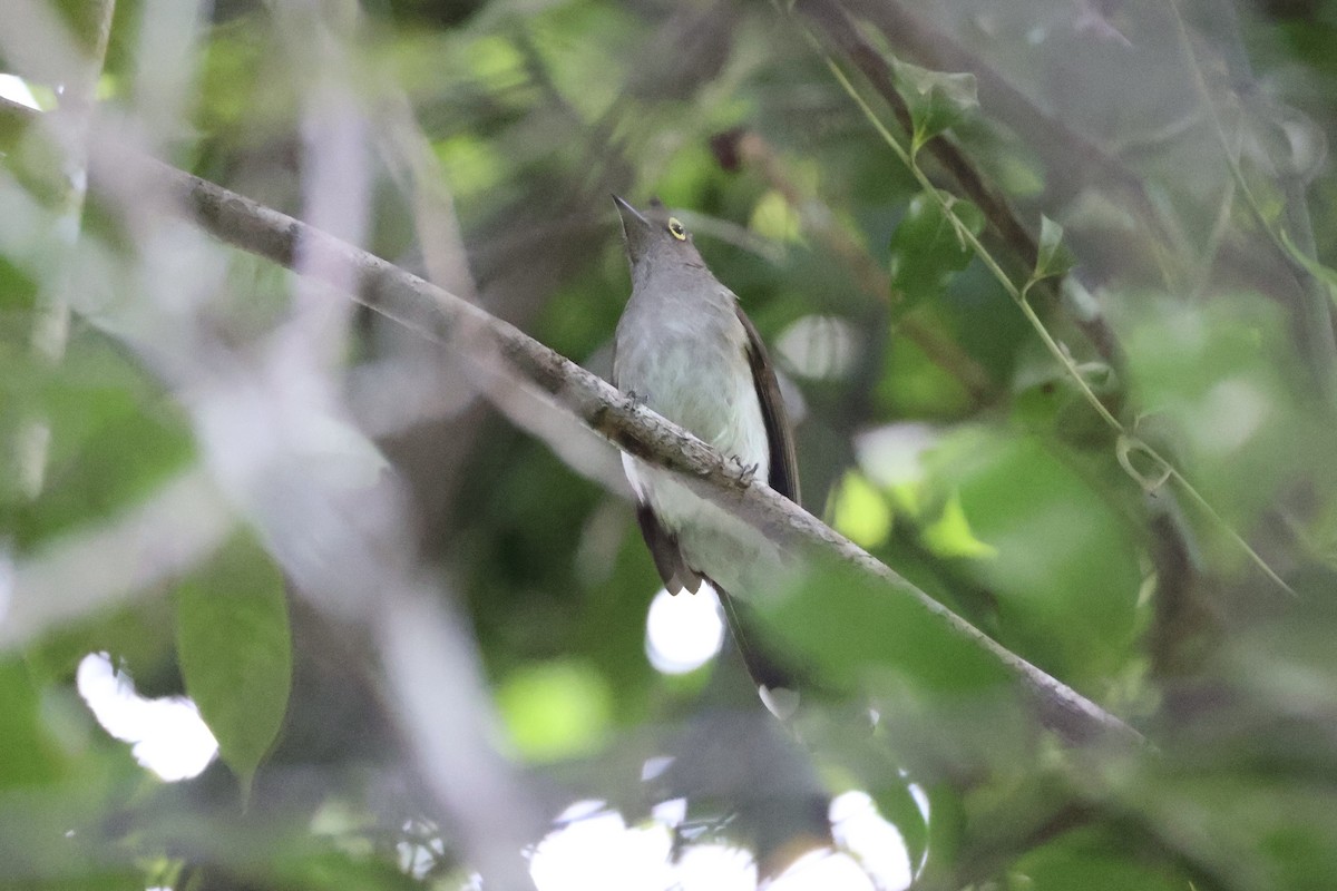 Yellow-wattled Bulbul - ML637862072