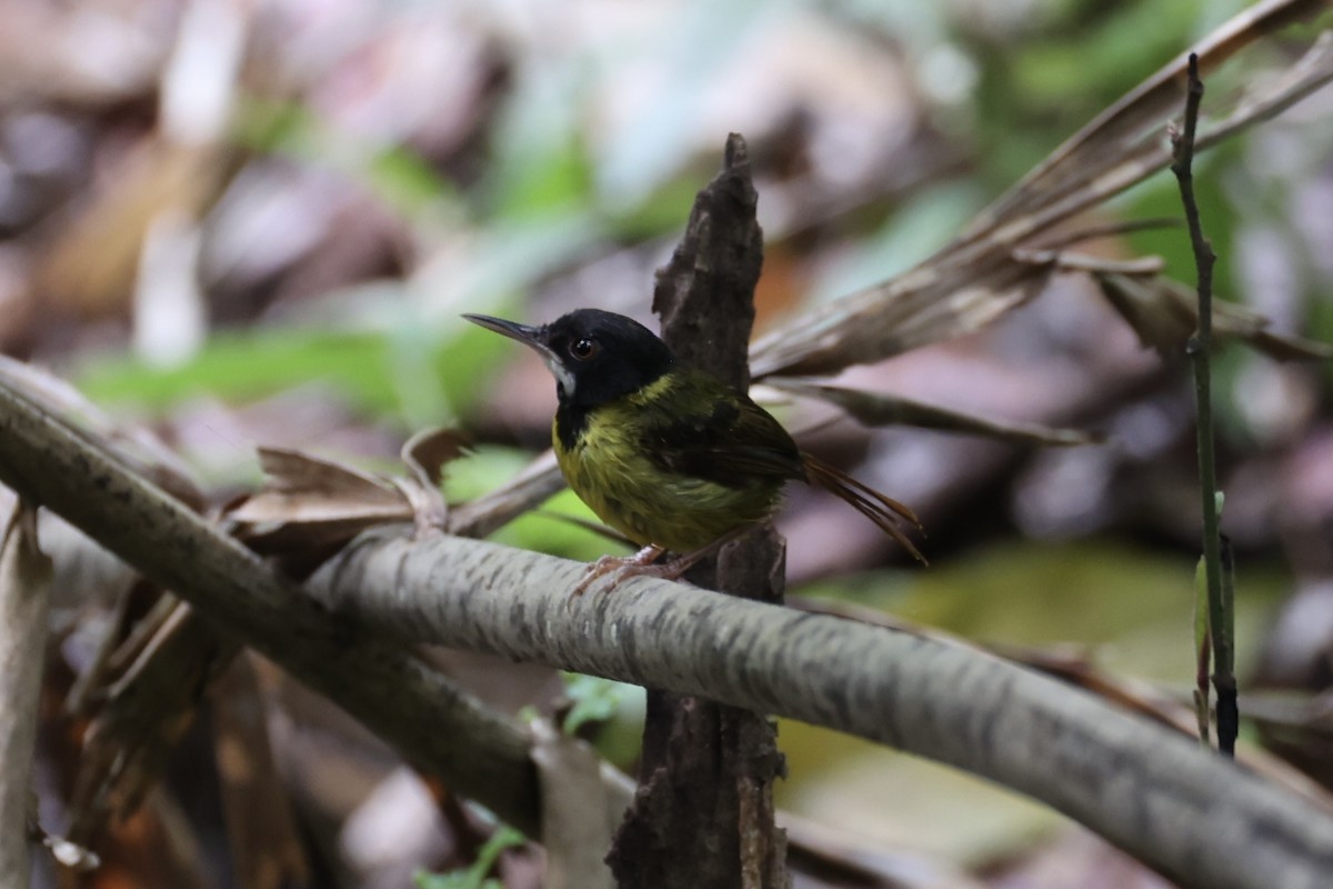 Yellow-breasted Tailorbird - ML637862085