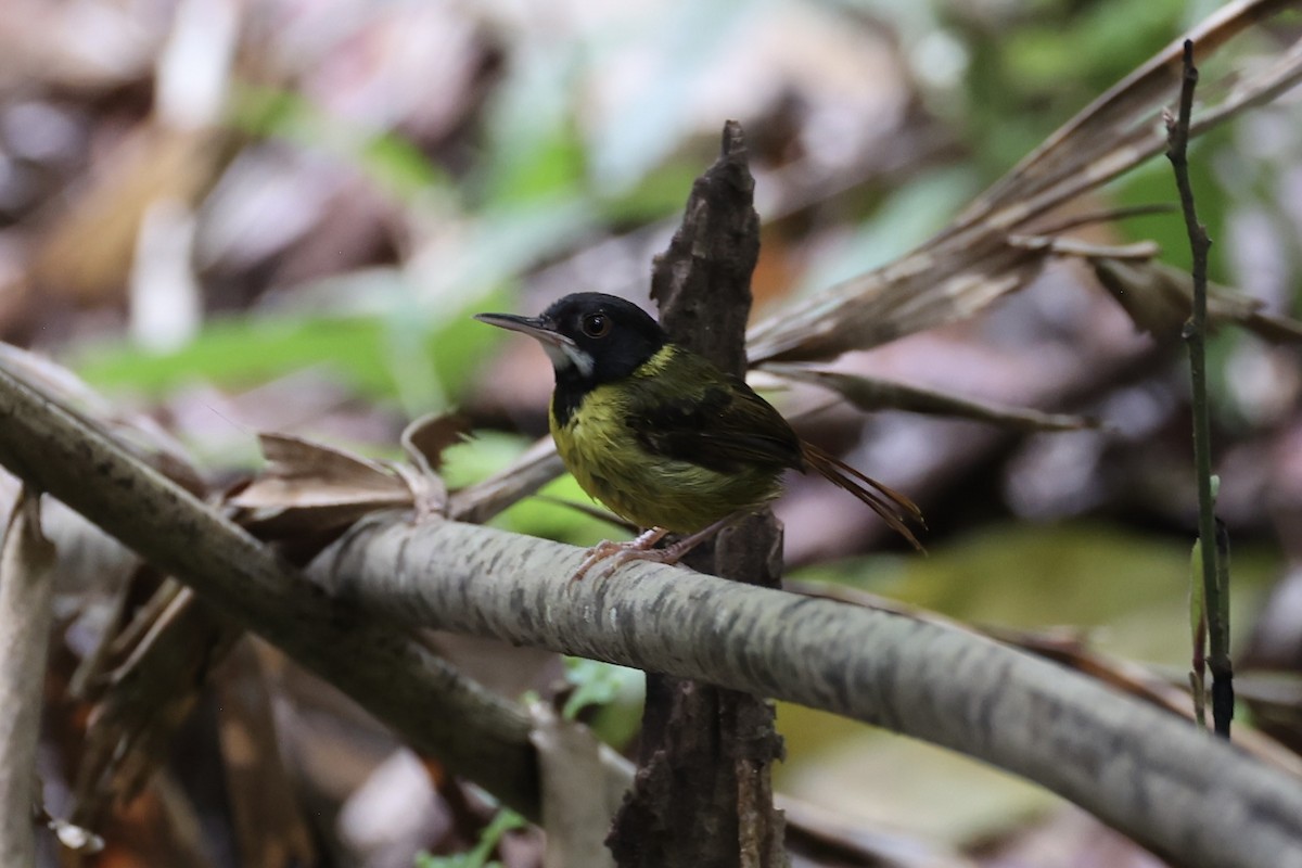 Yellow-breasted Tailorbird - ML637862086