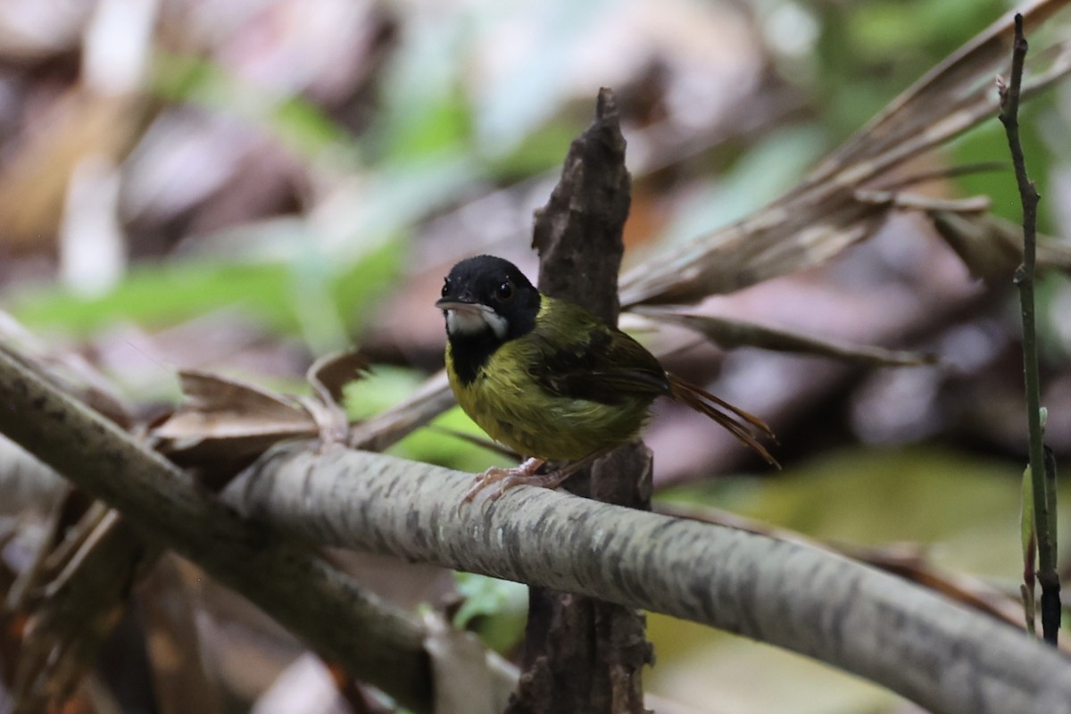 Yellow-breasted Tailorbird - ML637862087