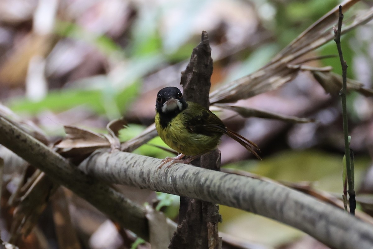 Yellow-breasted Tailorbird - ML637862089