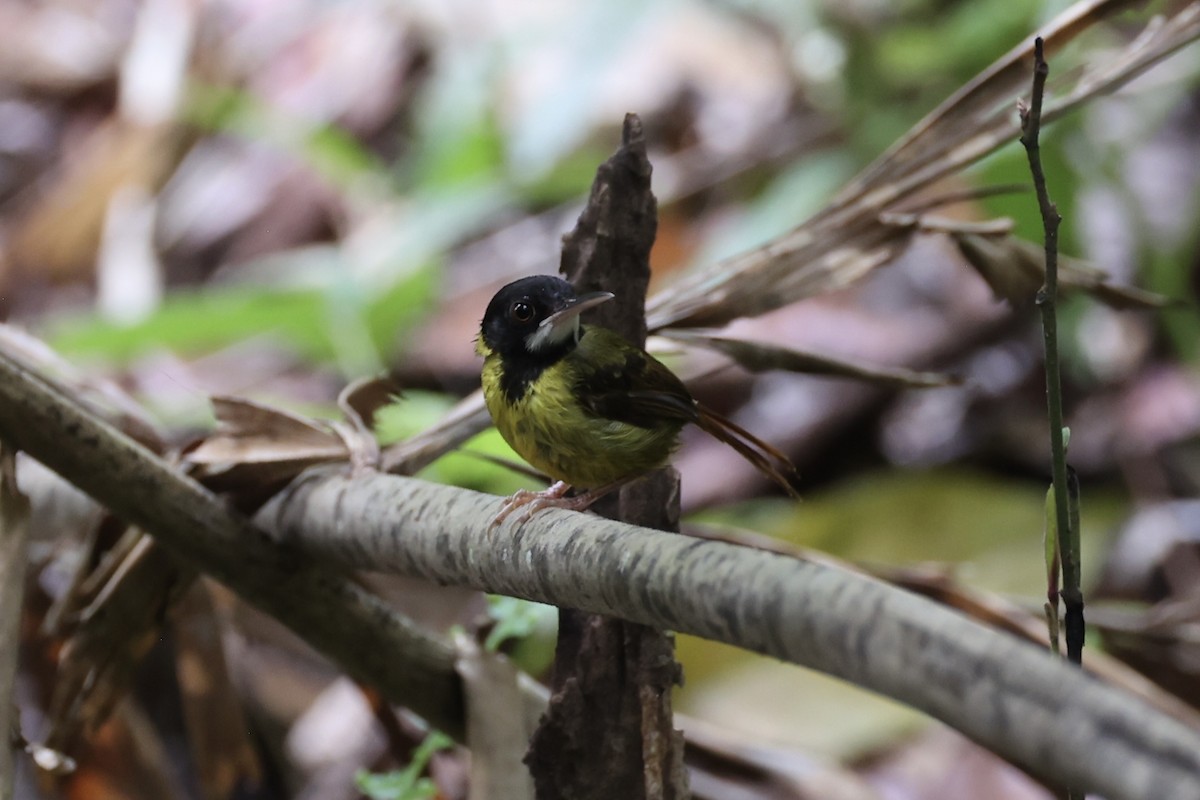 Yellow-breasted Tailorbird - ML637862090