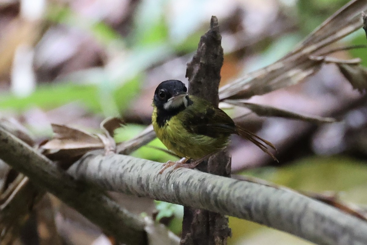 Yellow-breasted Tailorbird - ML637862091
