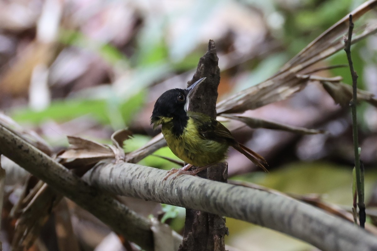 Yellow-breasted Tailorbird - ML637862092