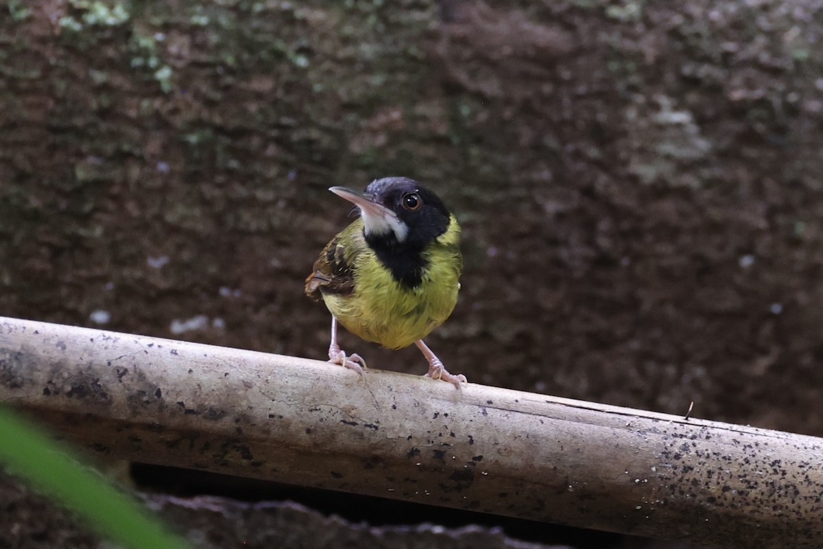 Yellow-breasted Tailorbird - ML637862093