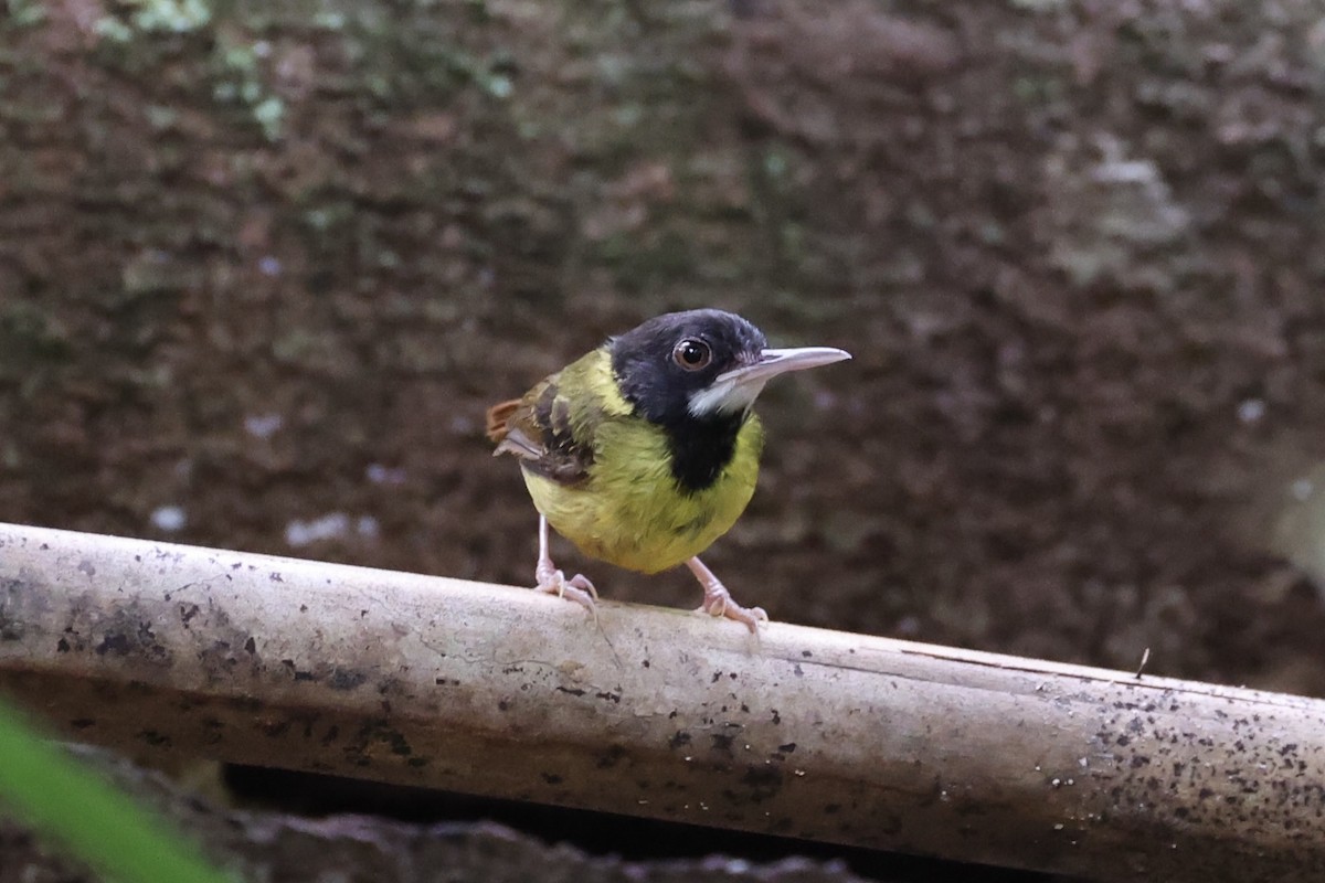 Yellow-breasted Tailorbird - ML637862094