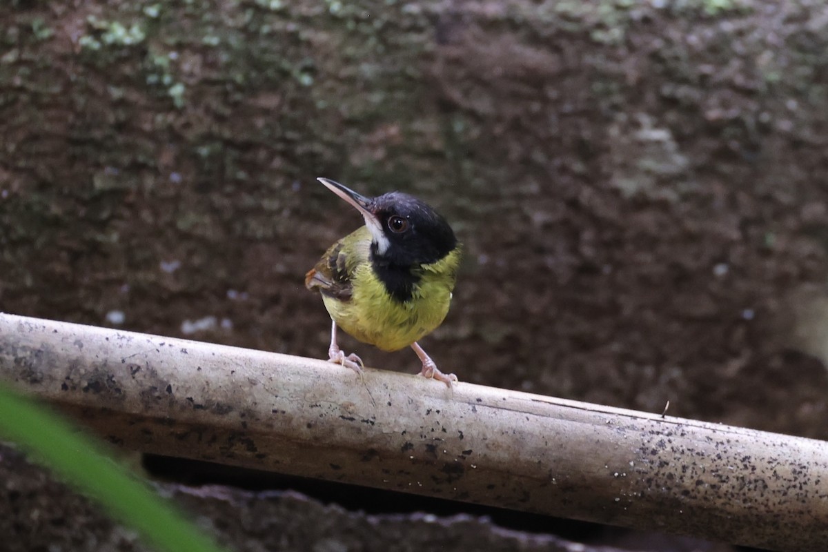 Yellow-breasted Tailorbird - ML637862095
