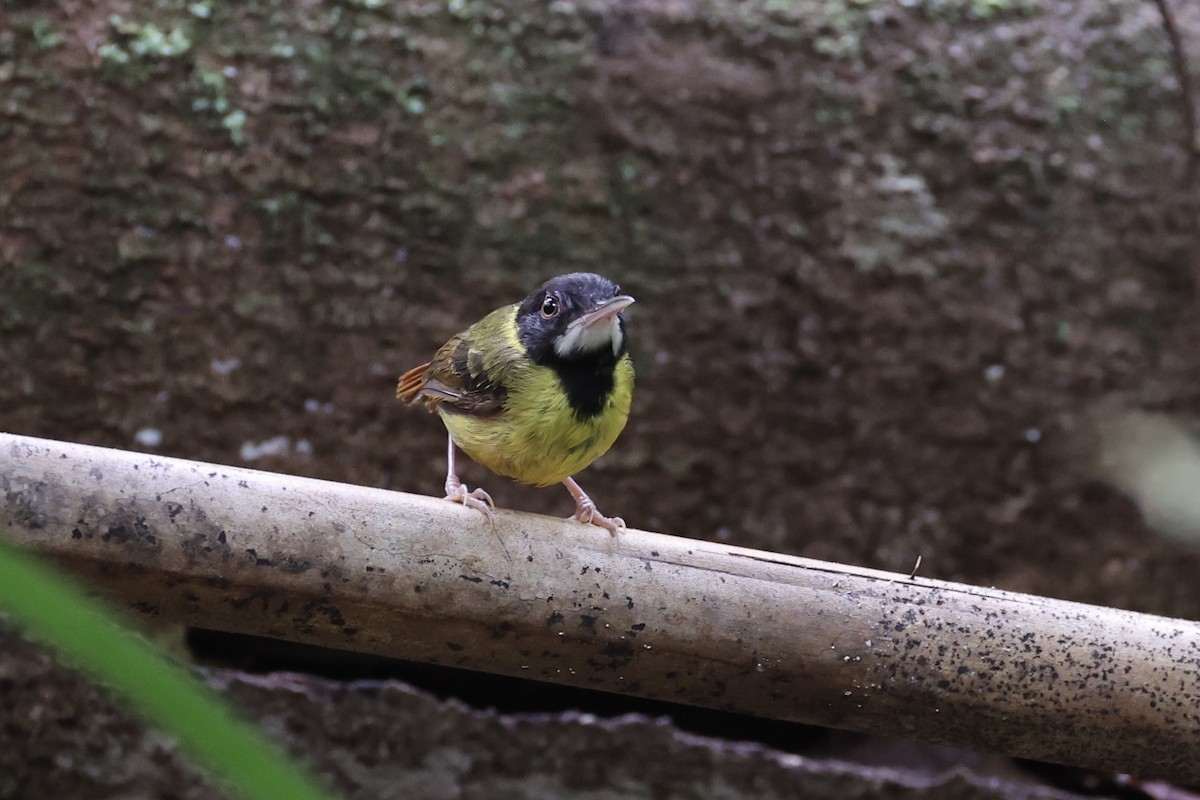 Yellow-breasted Tailorbird - ML637862096