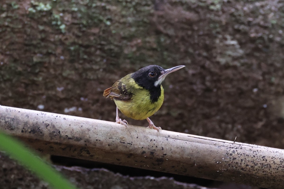 Yellow-breasted Tailorbird - ML637862097