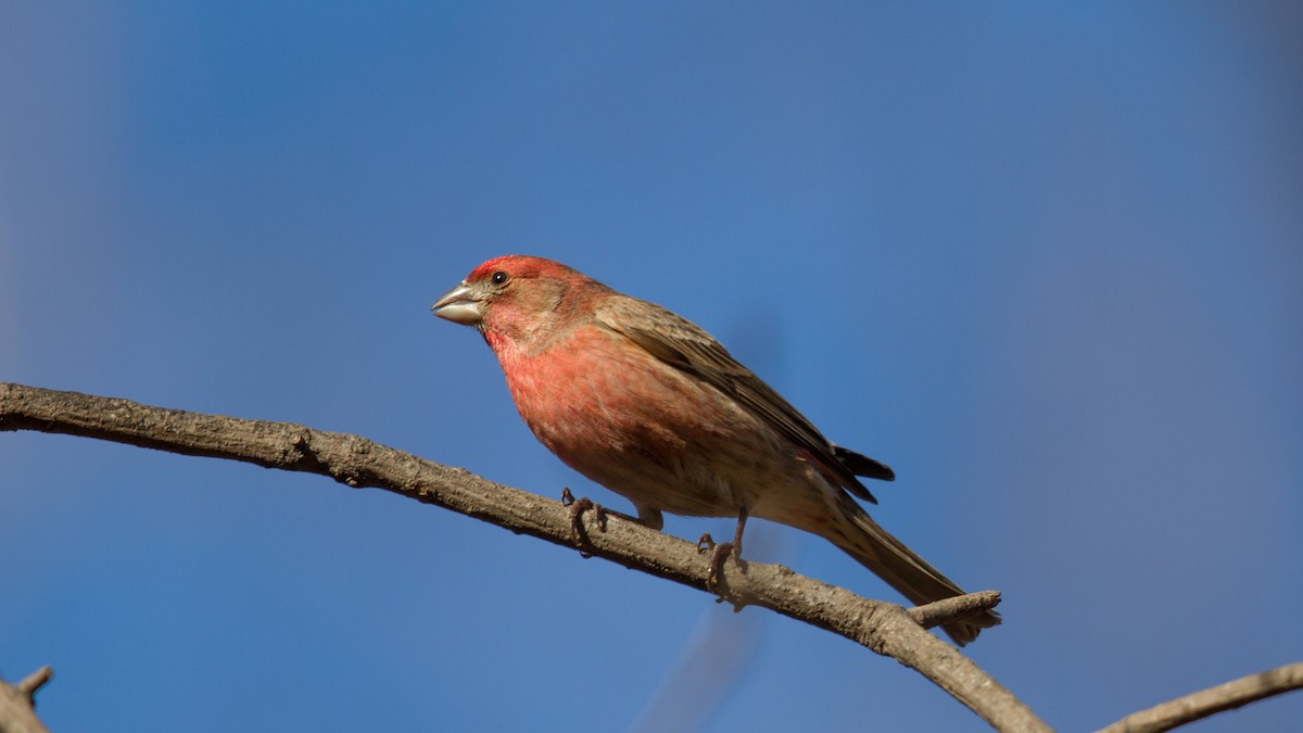 House Finch - ML637862098