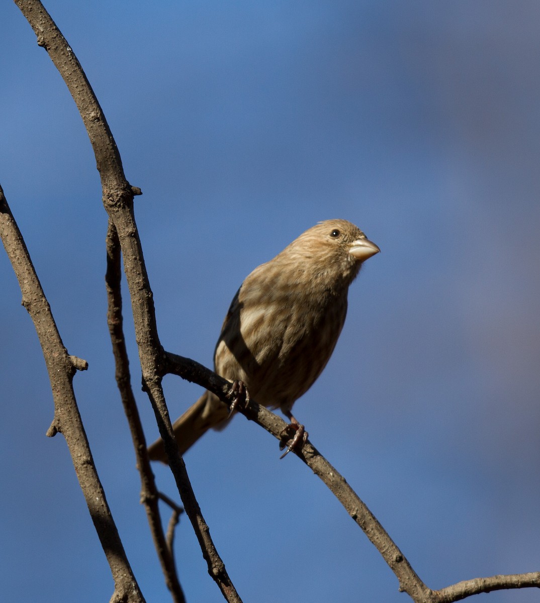 House Finch - ML637862099