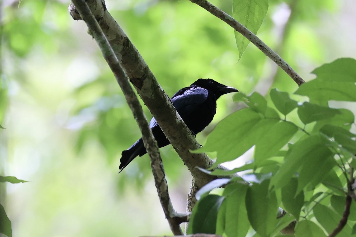 Short-tailed Drongo - ML637862100